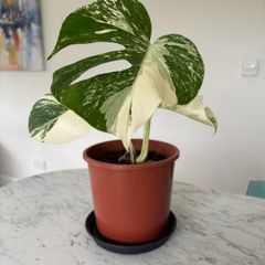 Monstera Albo Plant