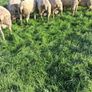 Quality Charolais and Texel hogget rams Image 7
