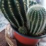 Cactus Plants Image 2