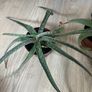 2 Aloe Vera Plants Image 2