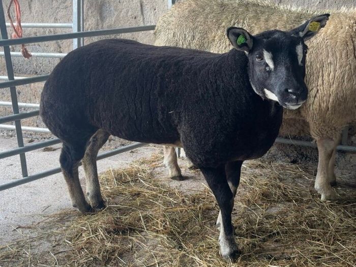 Dutch Spotted Rams & Badger Face Texel