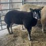 Badger Face Texel & Dutch Spotted lambs Available Image 2