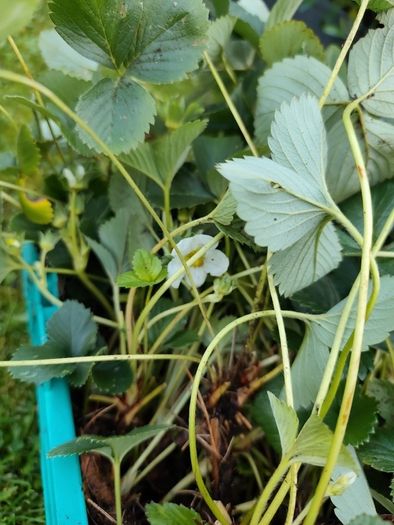Strawberries