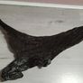 Bog oak Image 6