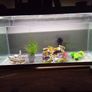 Fish Tanks For Sale Image 2