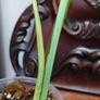 No.70 Monstera Albo Image 8