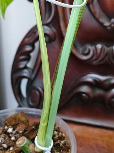 No.70 Monstera Albo
