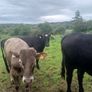 Bullocks Image 5