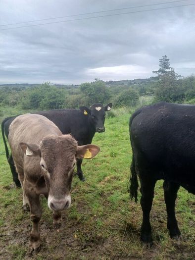 Bullocks