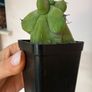 Myrtillocactus geometrizans fukurokuryuzinboku "boobie cactus" Image 2