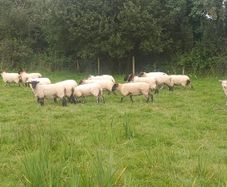 65 Suffolk x and x-bred hoggetts for Manorhamilton