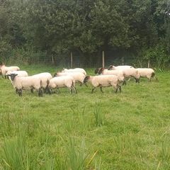 65 Suffolk x and x-bred hoggetts for Manorhamilton