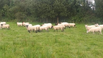 65 Suffolk x and x-bred hoggetts for Manorhamilton