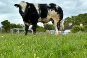 Hybrid Bull - For Sale In Drumshambo Mart - Friday