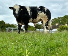 Hybrid Bull - For Sale In Drumshambo Mart - Friday