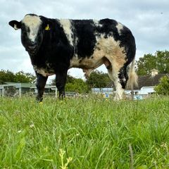 Hybrid Bull - For Sale In Drumshambo Mart - Friday