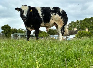 Hybrid Bull - For Sale In Drumshambo Mart - Friday