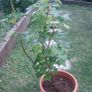 Blackcurrant bush Image 2