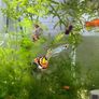 Guppies/Swordtails Image 8