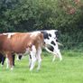 3 Pedigree registered maiden Heifers Image 7