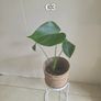 plants Image 5