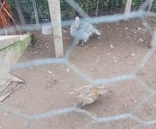 Fowl