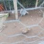 Fowl Image 2
