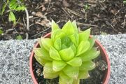 plant