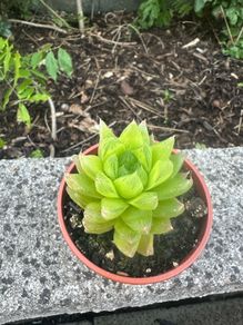 plant