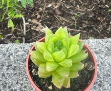 plant