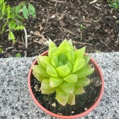 plant