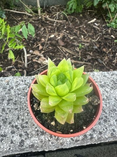 plant