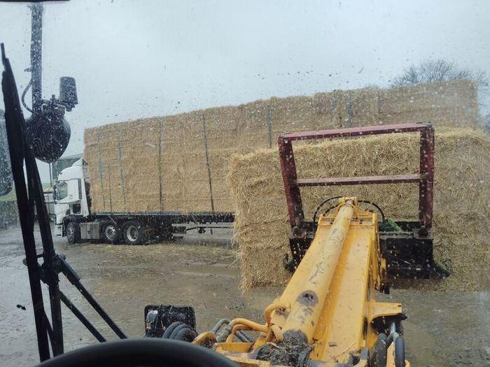 last year's barley straw