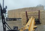last year's barley straw