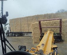 last year's barley straw