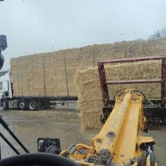 last year's barley straw
