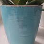 Aloe Vera planters Image 3