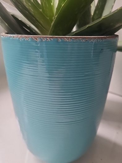 Aloe Vera planters