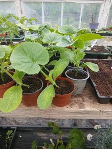 pumpkin plants