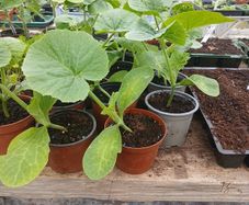 pumpkin plants