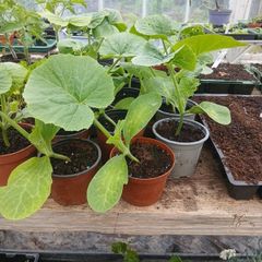 pumpkin plants