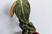 Philodendron Melano Plant
