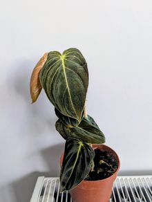Philodendron Melano Plant
