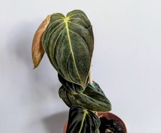 Philodendron Melano Plant