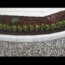 Box Hedging Image 5