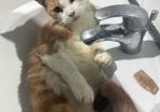 half maine coon male
