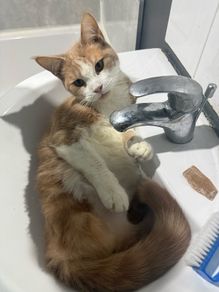 half maine coon male
