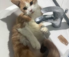 half maine coon male