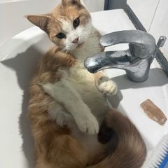 half maine coon male