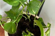 Pothos with pot
